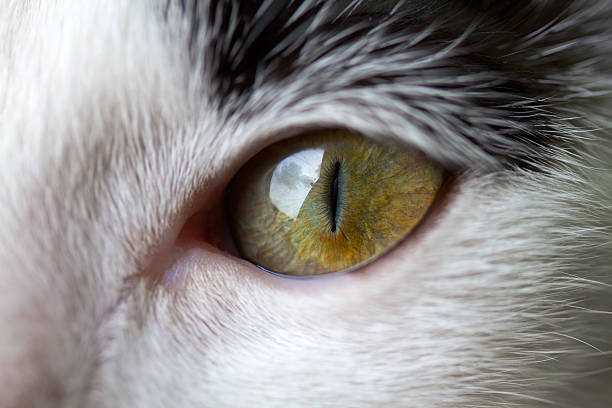 occhio di gatto - retina animale foto e immagini stock