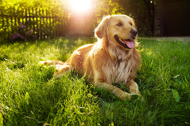 golden retriever - retriever golden retriever dog happiness stock-fotos und bilder
