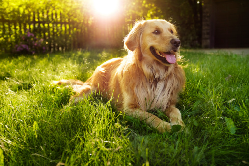 Golden retriever dogs on grass