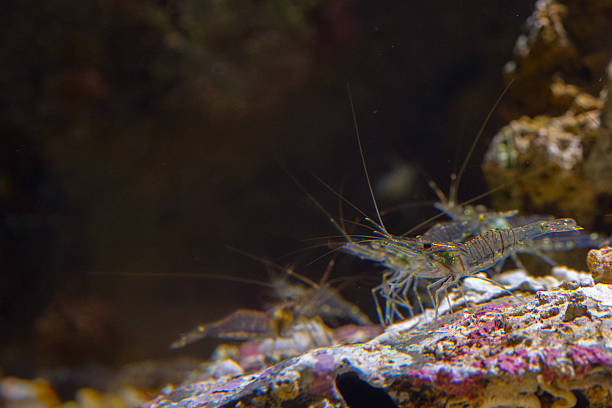 istock Transparent shrimp on a rock underwater 506756426