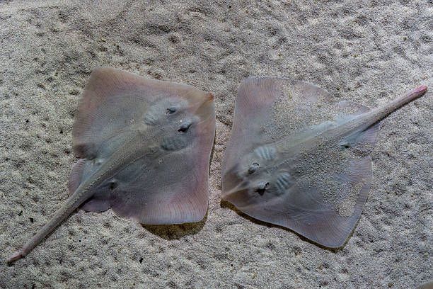 istock parsnip stingray fish on sand 506756462