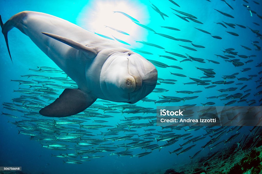 dolphin underwater on reef background dolphin underwater on reef background looking at you Dolphin Stock Photo