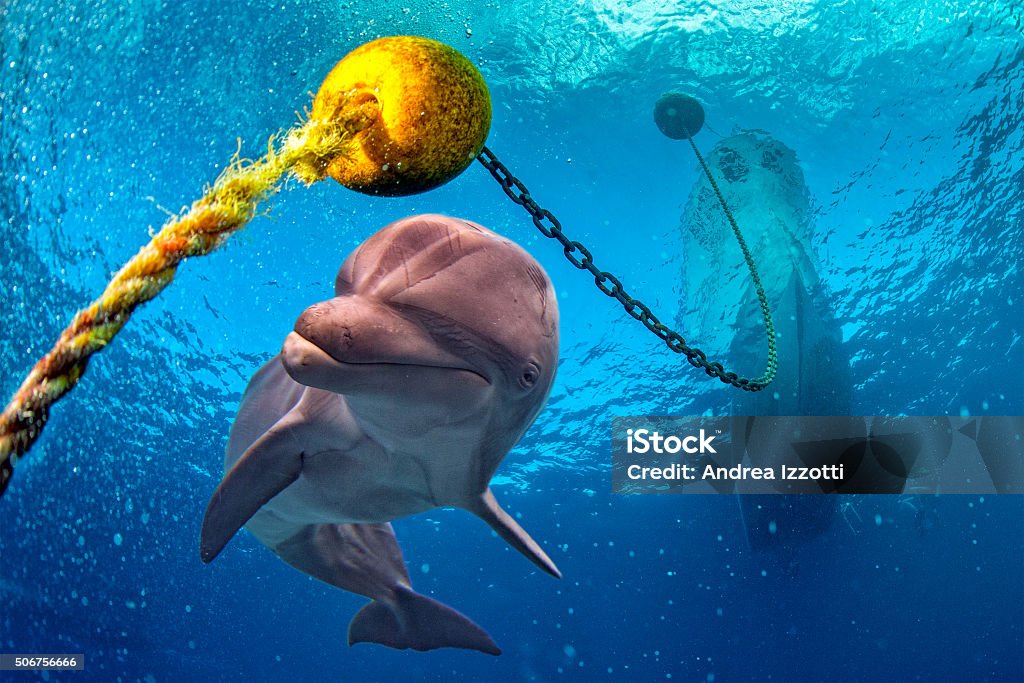 dolphin underwater on reef background dolphin underwater on reef background looking at you Adult Stock Photo