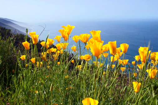 High on the Santa Lucia Mountains, yellow Poppies make their first appearance early on April. On the background, the Pacific Ocean and the foot of the mountains.