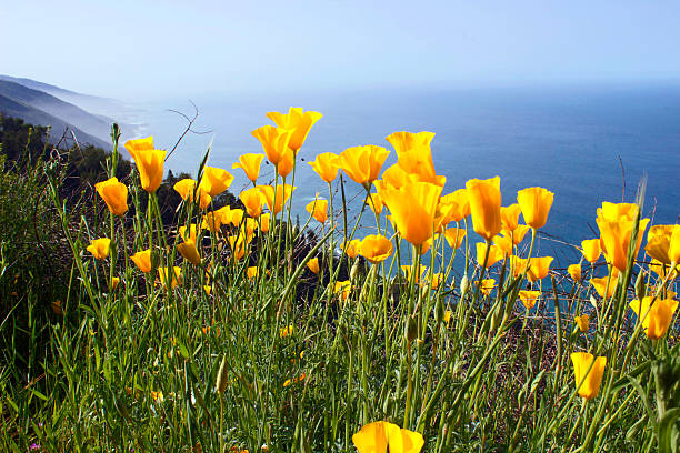 Yellow California Poppy Photograph High on the Santa Lucia Mountains, yellow Poppies make their first appearance early on April. On the background, the Pacific Ocean and the foot of the mountains. california golden poppy stock pictures, royalty-free photos & images