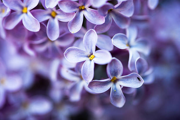 istock Closeup of Lilac flowers 506757321