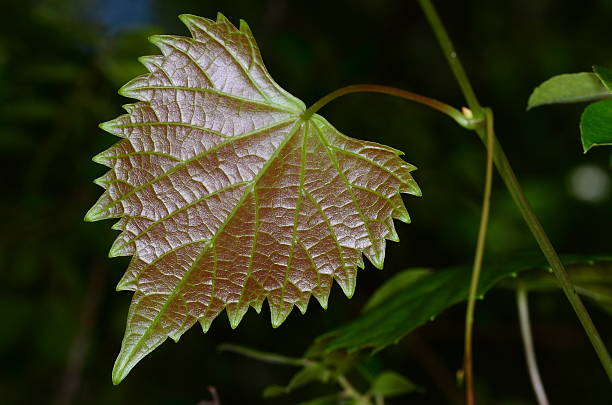 istock Macro of young brown grape leaf with brown veins 506757564
