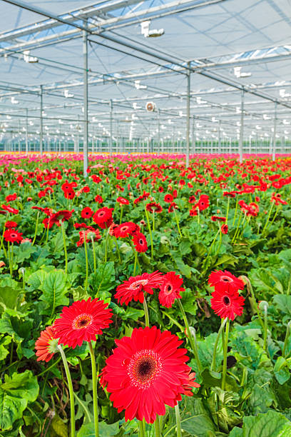 istock Blooming red gerberas in a Dutch greenhouse 506757597