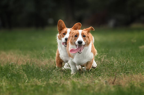 istock Two pembroke welsh corgi puppies running 506757662