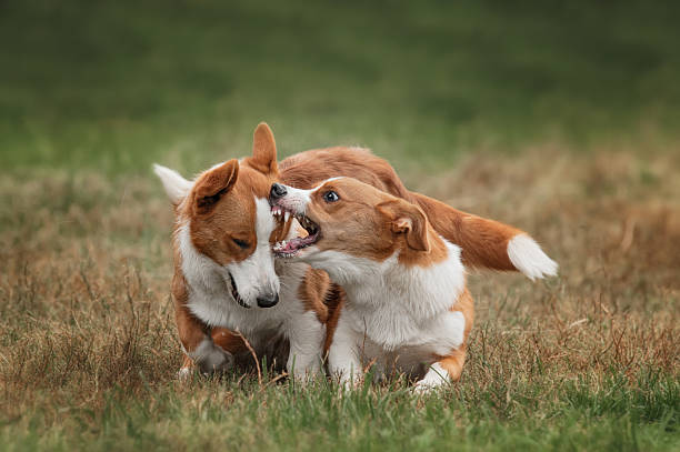 istock Two pembroke welsh corgi puppies running 506757706