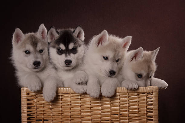 istock Four adorable Husky puppy in a basket 506757802
