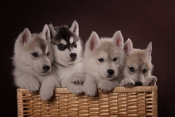 istock Four adorable Husky puppy in a basket 506757830