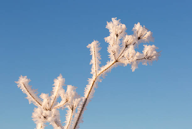 istock Cow Parsley Covered in Frost 506757834