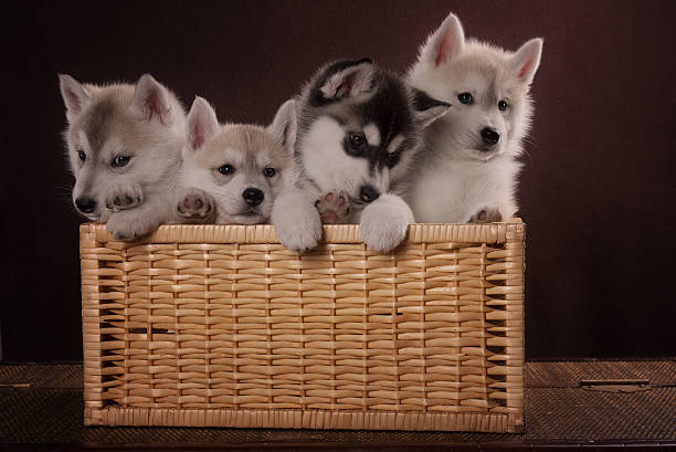 istock Four adorable Husky puppy in a basket 506757876