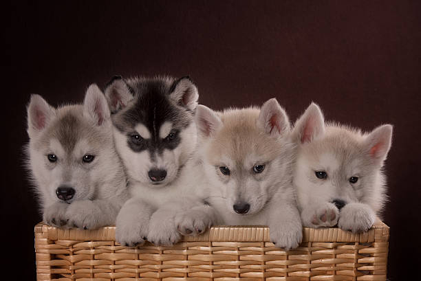 istock Four adorable Husky puppy in a basket 506757896