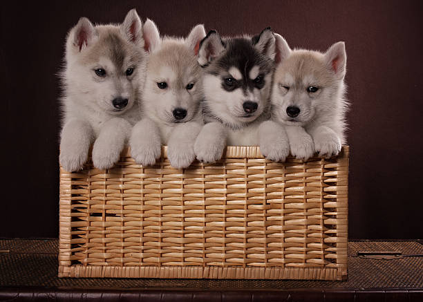istock Four adorable Husky puppy in a basket 506757930