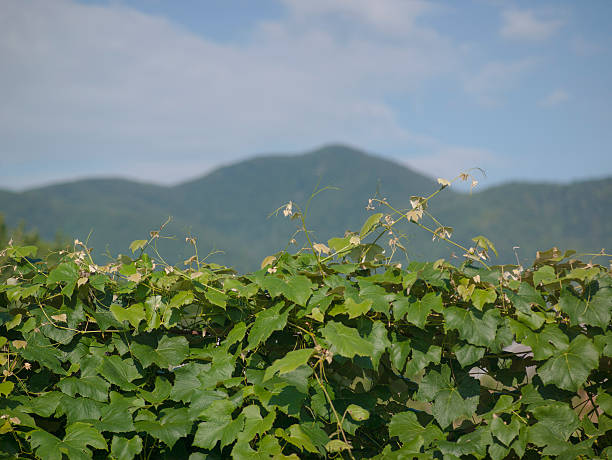 fence of grapes leaves with awesome mountains on a background