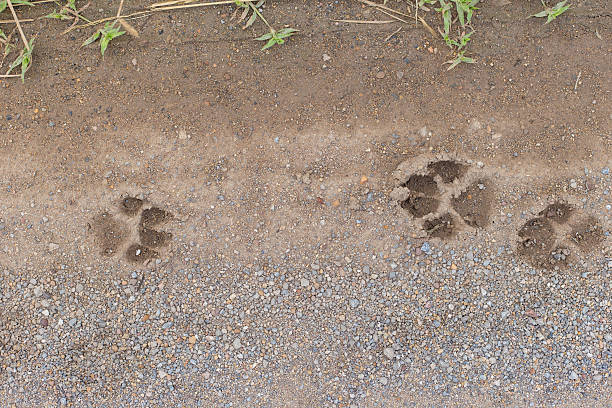 istock Footprint of Dog on Soil 506758448