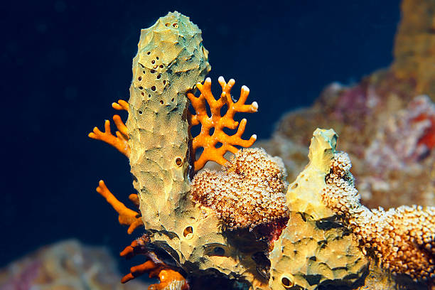 istock Sea life - coral reef 506758927