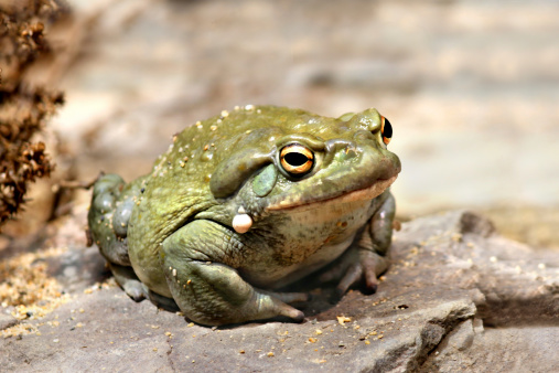Colorado River toad Incilius Bufo alvarius sitting on rock