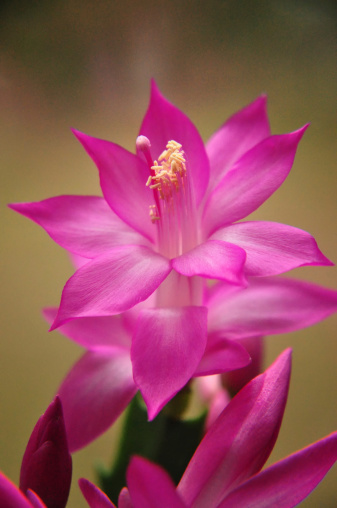 A close-up of a pretty Christmas Cactus bloom.