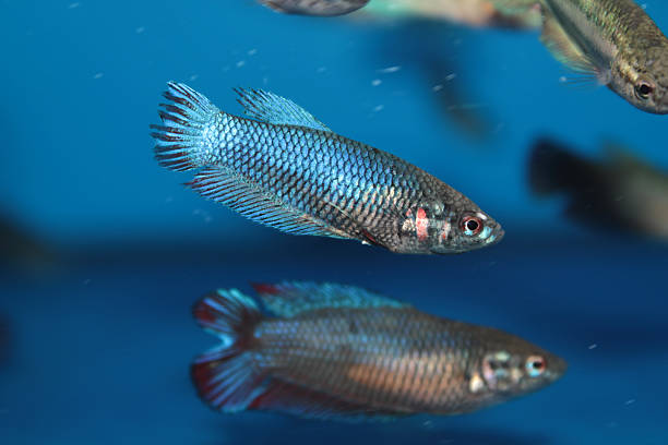 istock Female of Siamese fighting fish (Betta) aquarium fish 506760135