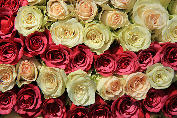 istock Pink roses in different shades in wedding arrangement 506760185