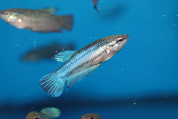 istock Female of Siamese fighting fish (Betta) aquarium fish 506760319