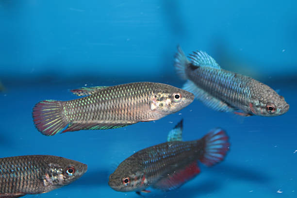istock Female of Siamese fighting fish (Betta) aquarium fish 506760329
