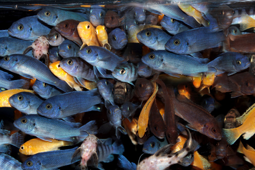 African Cichlids (Blue and lavender mbuna) aquarium fishes