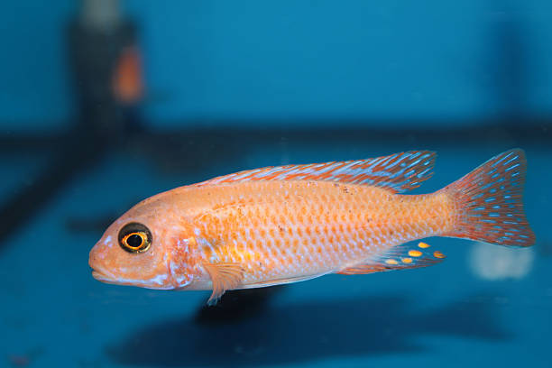istock Yellow morph of zebra mbuna (Pseudotropheus zebra) aquarium fish 506760681