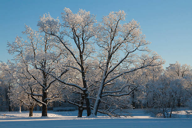 istock In the winter park 506761228
