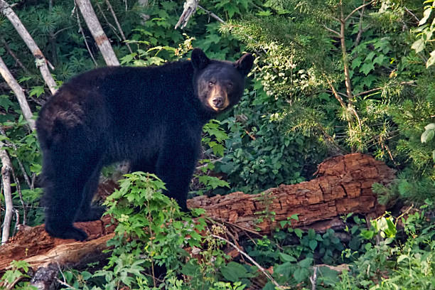 masculino urso preto americano - male animal american black bear mammal animals in the wild - fotografias e filmes do acervo