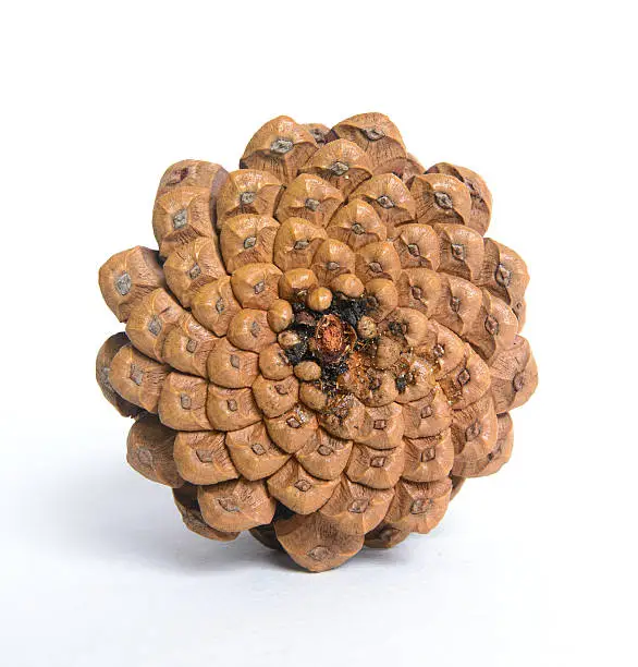 Bottom of a pine-cone