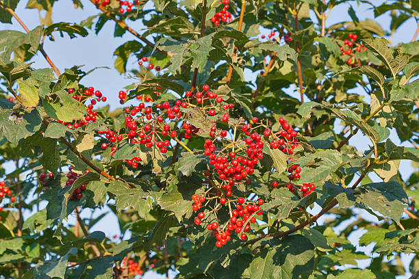 istock ripe viburnum background 506762667
