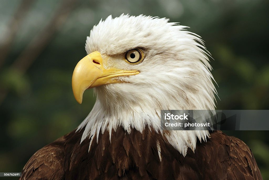 Portrait of a bald eagle Portrait of a bald eagle(lat. haliaeetus leucocephalus) Close-up Stock Photo