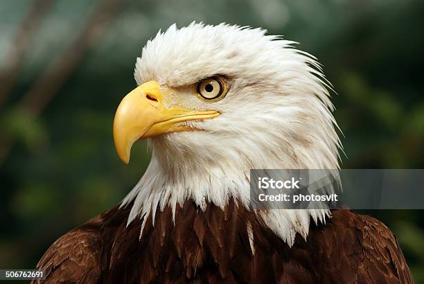 Portrait Of A Bald Eagle Stock Photo - Download Image Now - Close-up, Eagle - Bird, Animal
