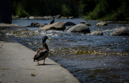 Single duck gazing the river