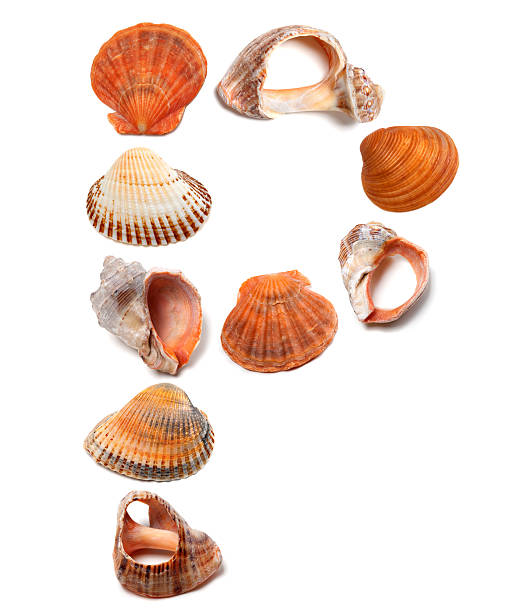 istock Letter P composed of seashells 506763301