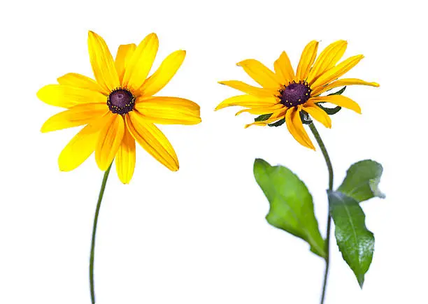 Two Black-Eyed Susan (Rudbeckia Hirta) flowers isolated on white