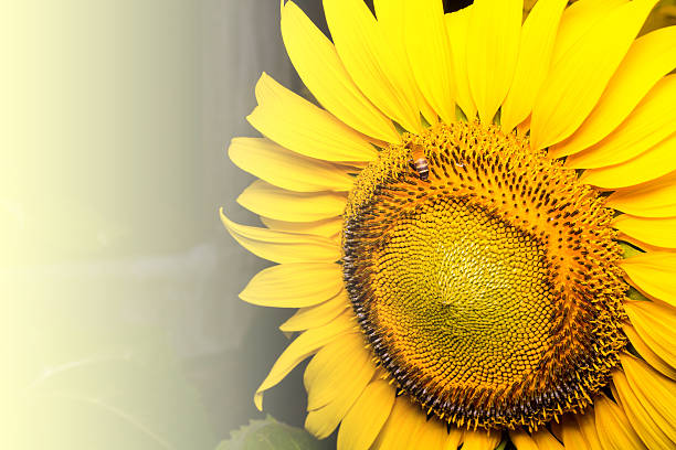 istock Sunflower in garden and bee in happiness. 506763670