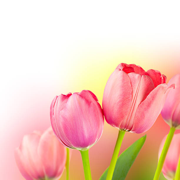 istock Fresh Tulips on Gentle colors Holiday Background 506764372
