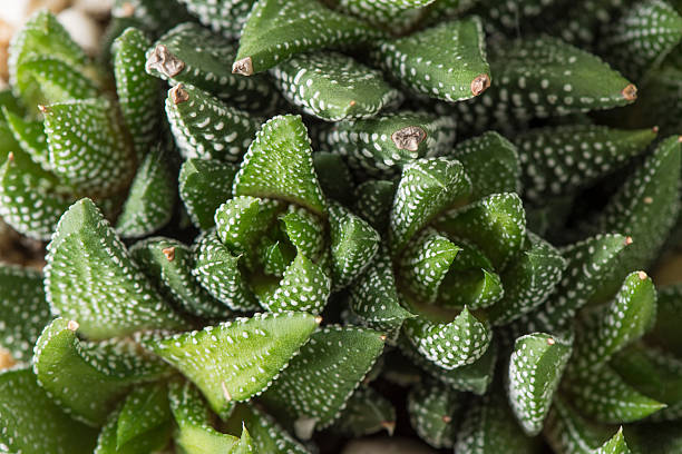 istock Haworthia Reinwardtii - Overhead 506764714