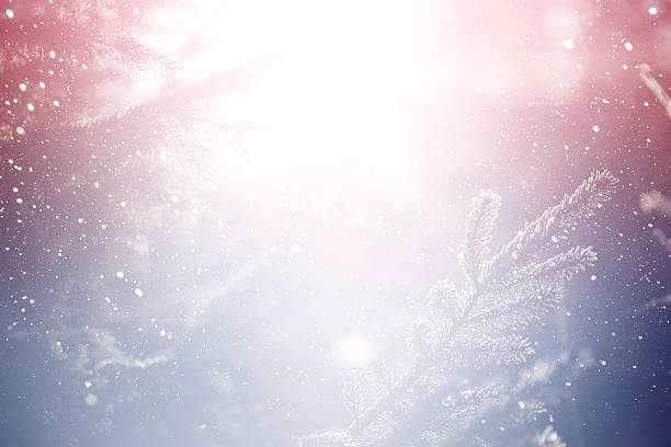 istock Fir trees in the cold morning 506765292