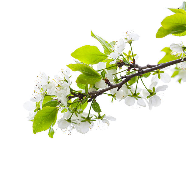 apple árbol rama con flores aislado sobre blanco - orchard flower apple tree tree fotografías e imágenes de stock