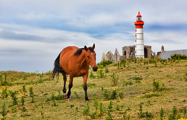 istock Horse Grazing Near Pointe Saint-Mathieu, Brittany 506766804