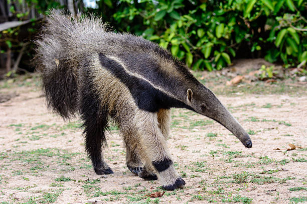 Giant Anteater on the move stock photo