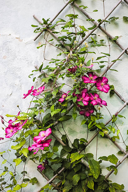 clematis rastreo el enrejado de madera - clemátide fotografías e imágenes de stock