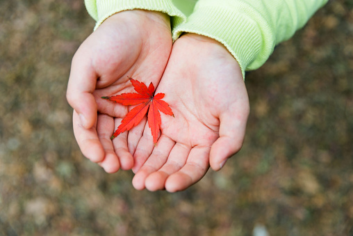 Little boy hand holding a red maple leaf.