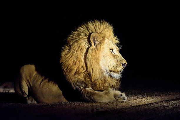istock male Lion with splendid mane laying in the darkness 506783876